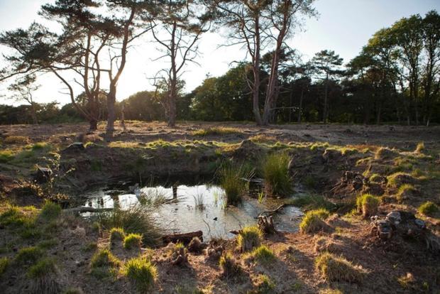 Nieuw - Luxe Blokhut Chalet In Bosrijke Omgeving Anloo Buitenkant foto