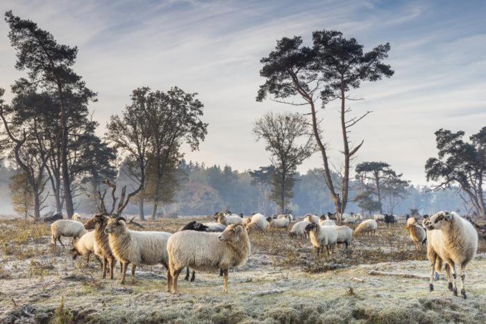 Nieuw - Luxe Blokhut Chalet In Bosrijke Omgeving Anloo Buitenkant foto