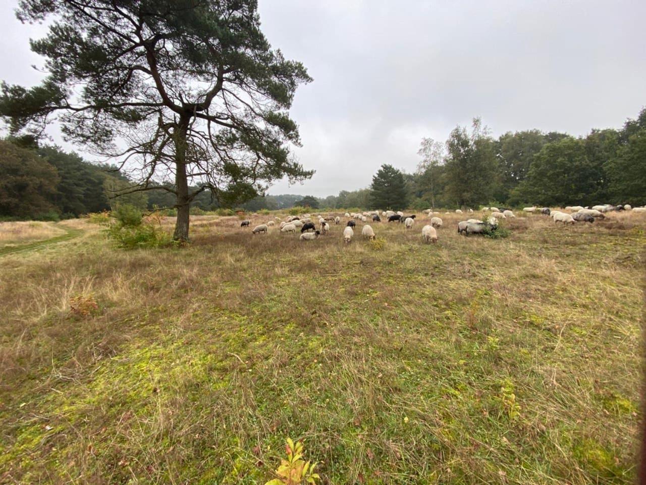 Nieuw - Luxe Blokhut Chalet In Bosrijke Omgeving Anloo Buitenkant foto